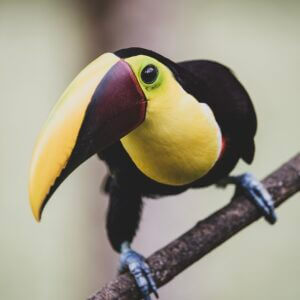 Costa Rica