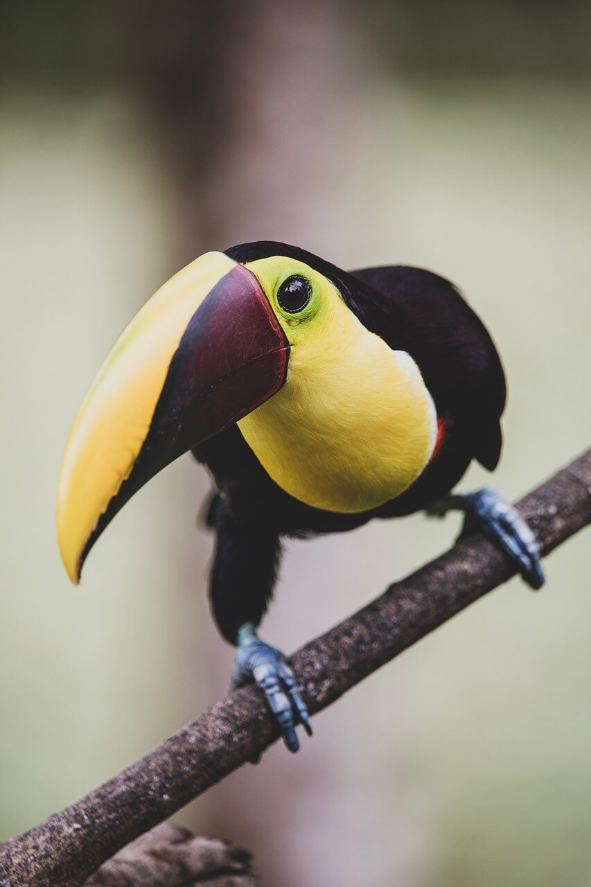 Costa Rica Active: Trekking, Snorkeling & Whale Watching
