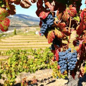 Portugal Douro Valley Wine Tour