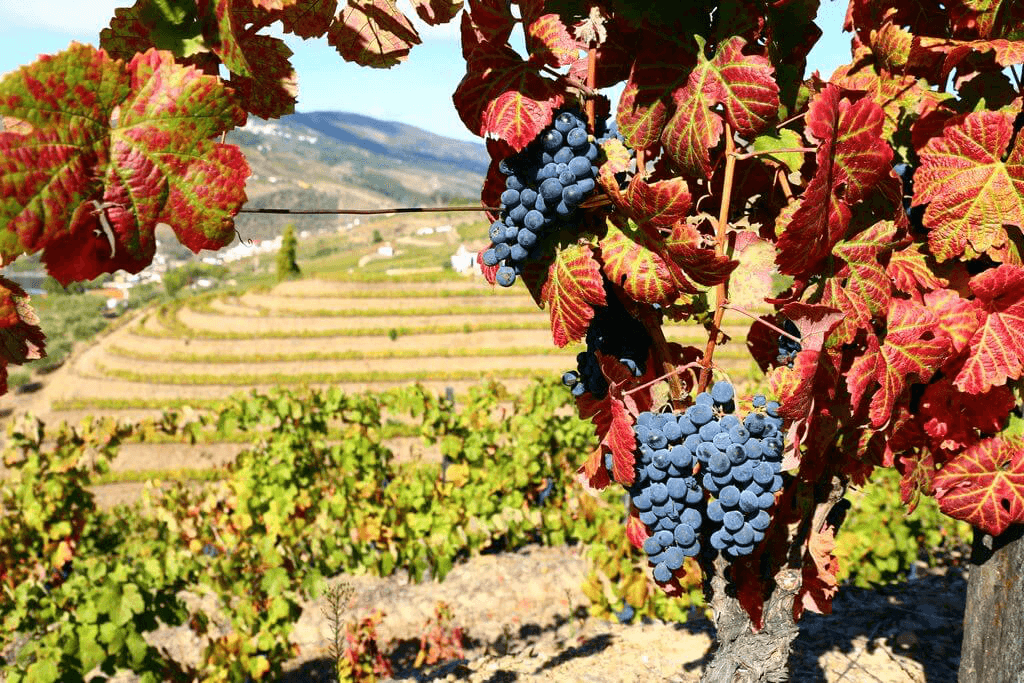 Portugal Douro Valley Wine Tour