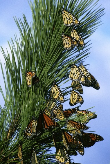 Monarchs
