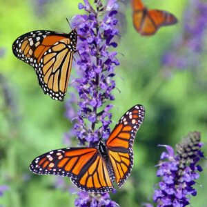 Mexico: Morelia / Zitácuaro Butterfly Tour 2027